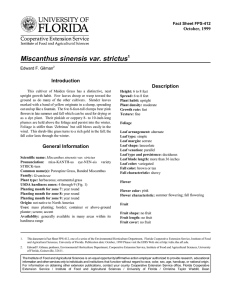 Miscanthus sinensis var. strictus Introduction Description October, 1999
