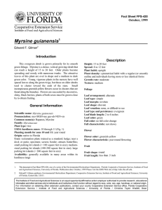 Myrsine guianensis Introduction Description October, 1999