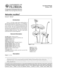 Nelumbo nucifera Introduction October, 1999 Fact Sheet FPS-424