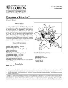 Nymphaea x ‘Attraction’ Introduction October, 1999 Fact Sheet FPS-436