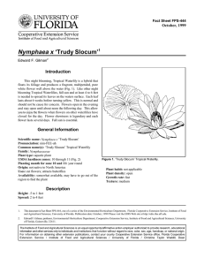 Nymphaea x ‘Trudy Slocum’ Introduction October, 1999 Fact Sheet FPS-444