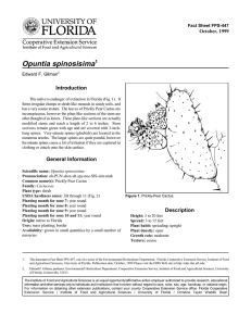 Opuntia spinosisima Introduction October, 1999 Fact Sheet FPS-447