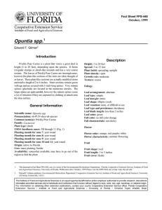 Opuntia spp. Introduction Description October, 1999