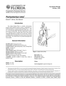 Pachystachys lutea Introduction October, 1999 Fact Sheet FPS-452