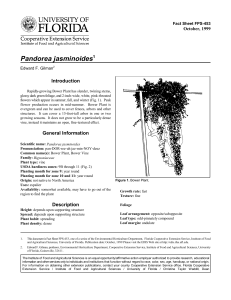 Pandorea jasminoides Introduction October, 1999 Fact Sheet FPS-453