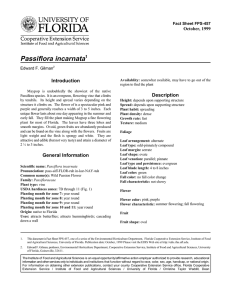 Passiflora incarnata Introduction Description October, 1999