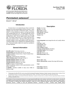 Pennisetum setaceum Introduction Description October, 1999