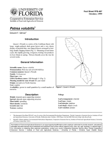 Petrea volubilis Introduction October, 1999 Fact Sheet FPS-467