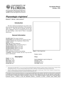 Physostegia virginiana Introduction October, 1999 Fact Sheet FPS-477