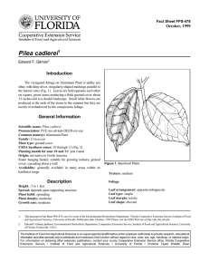 Pilea cadierei Introduction October, 1999 Fact Sheet FPS-478