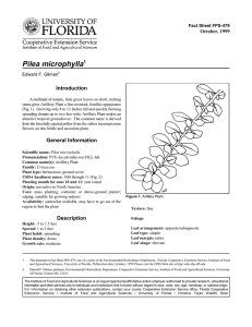 Pilea microphylla Introduction October, 1999 Fact Sheet FPS-479