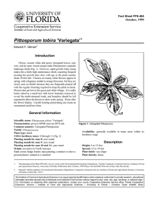 Pittosporum tobira ‘Variegata’ Introduction October, 1999 Fact Sheet FPS-484