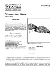 Pittosporum tobira ‘Wheeleri’ Introduction October, 1999 Fact Sheet FPS-485