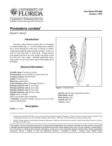 Pontederia cordata Introduction October, 1999 Fact Sheet FPS-490