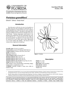 Portulaca grandiflora Introduction October, 1999 Fact Sheet FPS-491