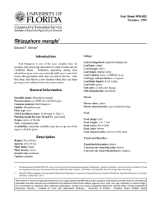 Rhizophora mangle Introduction October, 1999 Fact Sheet FPS-502