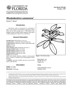 Rhododendron canescens Introduction October, 1999 Fact Sheet FPS-504
