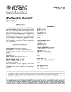 Rhododendron chapmanii Introduction Description October, 1999
