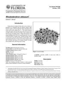 Rhododendron obtusum Introduction October, 1999 Fact Sheet FPS-506