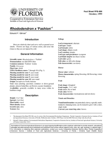 Rhododendron x ‘Fashion’ Introduction October, 1999 Fact Sheet FPS-508