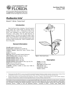 Rudbeckia hirta Introduction October, 1999 Fact Sheet FPS-512