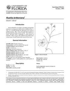 Ruellia brittoniana Introduction October, 1999 Fact Sheet FPS-513