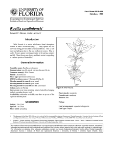 Ruellia caroliniensis Introduction October, 1999 Fact Sheet FPS-514