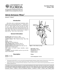 Salvia farinacea ‘Rhea’ Introduction October, 1999 Fact Sheet FPS-521