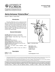 Salvia farinacea ‘Victoria Blue’ Introduction October, 1999 Fact Sheet FPS-522