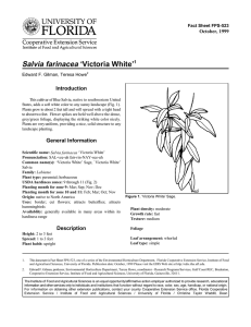Salvia farinacea ‘Victoria White’ Introduction October, 1999 Fact Sheet FPS-523