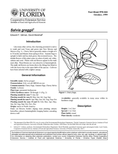 Salvia greggii Introduction October, 1999 Fact Sheet FPS-524