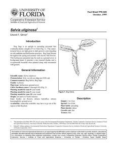 Salvia uliginosa Introduction October, 1999 Fact Sheet FPS-529