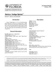 Salvia x ‘Indigo Spires’ Introduction Description October, 1999