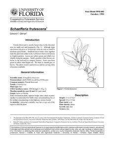 Schaefferia frutescens Introduction October, 1999 Fact Sheet FPS-540