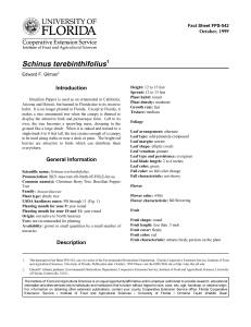 Schinus terebinthifolius Introduction October, 1999 Fact Sheet FPS-542