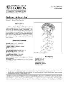 Sedum x ‘Autumn Joy’ Introduction October, 1999 Fact Sheet FPS-543