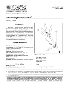 Sesuvium portulacastrum Introduction October, 1999 Fact Sheet FPS-548