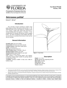 Setcreasea pallida Introduction October, 1999 Fact Sheet FPS-549