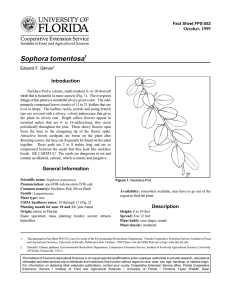 Sophora tomentosa Introduction October, 1999 Fact Sheet FPS-552