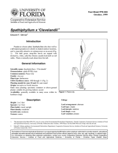 Spathiphyllum x ‘Clevelandii’ Introduction October, 1999 Fact Sheet FPS-555