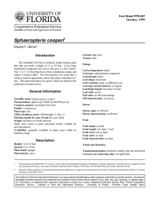 Sphaeropteris cooperi Introduction October, 1999 Fact Sheet FPS-557