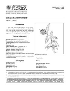 Spiraea cantoniensis Introduction October, 1999 Fact Sheet FPS-558