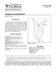 Syngonium podophyllum Introduction October, 1999 Fact Sheet FPS-566