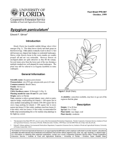 Syzygium paniculatum Introduction October, 1999 Fact Sheet FPS-567