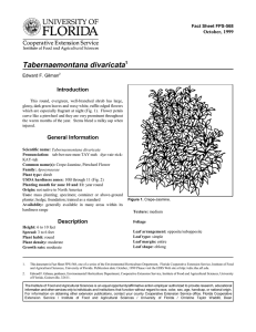 Tabernaemontana divaricata Introduction October, 1999 Fact Sheet FPS-568