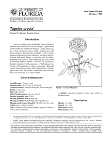 Tagetes erecta Introduction October, 1999 Fact Sheet FPS-569