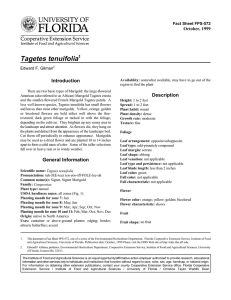 Tagetes tenuifolia Introduction Description October, 1999