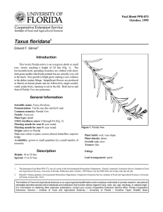Taxus floridana Introduction October, 1999 Fact Sheet FPS-573