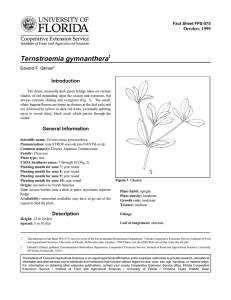 Ternstroemia gymnanthera Introduction October, 1999 Fact Sheet FPS-575