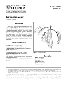 Tetrazygia bicolor Introduction October, 1999 Fact Sheet FPS-577